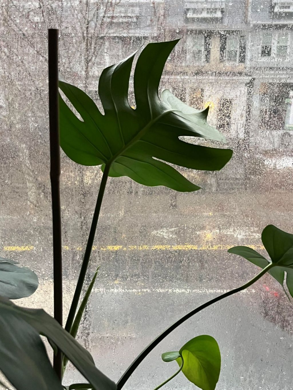 Looking out window. Rain obscures the street below.