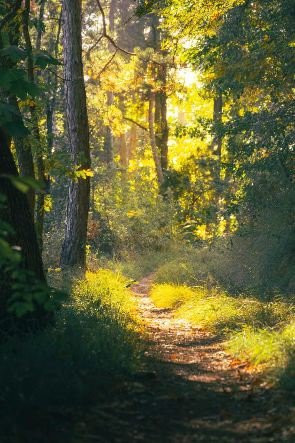 Path in a wooded forest, bathed in sunlight.